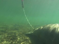 Manatee sat tagged, Florida, North Atlantic Ocean  Stock Footage