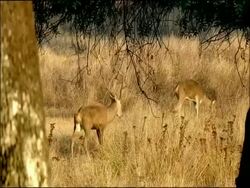 Red Deer (Cervus elaphus) stag follows female, Autumn, Sierra Morena, Andalusia, Southern Spain Stock Footage