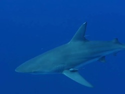 MS Shot of Blacktip shark swiming in open waters with remora attached / Aliwal Shoal, Kwa Zulu Natal, South Africa Stock Footage