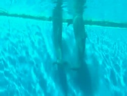 Dolphin Stock Footage