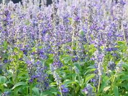 dolly, Lavendar Stock Footage