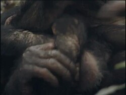 ECU, Two young chimpanzees (Pan troglodytes) playing, Gombe Stream National Park, Tanzania Stock Footage