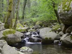 MS Shot of Solenzara Mountain rock river in forest / Col de Bavella, Corsica, France Stock Footage