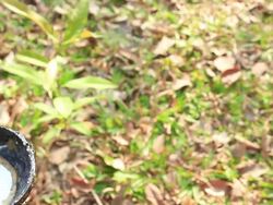 Rubber dripping from a rubber tree Stock Footage