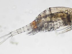 Microorganism - cyclops Stock Footage