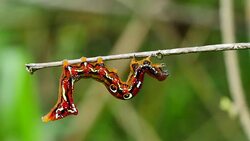 Caterpillar on a branch before a butterfly. Stock Footage