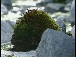 CU lump of moss amongst rocks, Antarctica Stock Footage