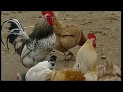 Various animals at UK free range farm... News Clip