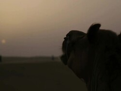 Camel grazing in a desert, Sam Desert, Jaisalmer, Rajasthan, India Stock Footage