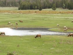 MS Shot of Bighorn rams and bull elk grazing at pond / Estes Park, Colorado, United States Stock Footage