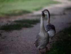Geese in a barn yard Stock Footage