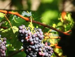 HD Blue grapes in a vineyard tilt down shot Stock Footage