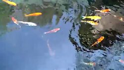 crap fish Stock Footage