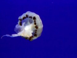 Closeup white jelly fish movement on blue background Stock Footage