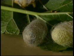 Silkworm, Bombyx mori, in silk chrysalide cocoon, MS, Israel Stock Footage