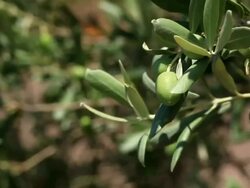 HD: Olive Tree Branches Shacked by Wind Stock Footage
