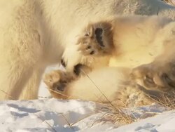 CU SLO MO Two Polar bears playing and fighting with each other  / Churchill, Manitoba, Canada Stock Footage