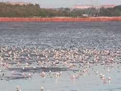 seagull drove Stock Footage