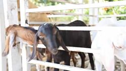 HD:Sheep waiting for food Stock Footage