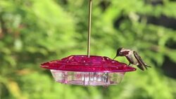 Hummingbird drinks from a red feeder Stock Footage