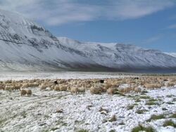 WS View of large amount of sheep stand in herd at base of mountain during rettir / Skagafjorour, Nordhurland Vestra, Iceland  Stock Footage