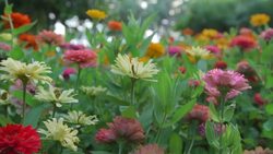 flower garden background Stock Footage