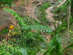 Flood in garden Stock Footage
