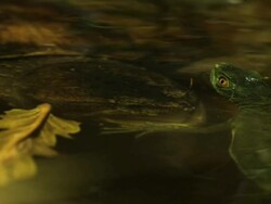 Medium Shot High Angle Slow Motion -  Snapping turtle underwater strikes and eats gecko on the surface / California USA Stock Footage