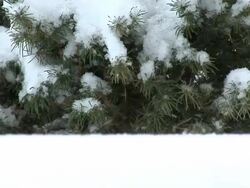 Snow tree Stock Footage