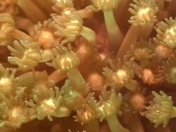 Soft coral, close up. Borneo, Malaysia, Southeast Asia Stock Footage