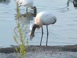 Wood Stork Swallowing Fish Stock Footage