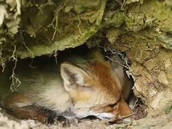 CU Shot of Red Foxand vulpes, Mother and Cub at Den Entrance / Vieux, Pont, Normandy France Stock Footage