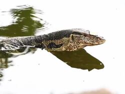 Varanus salvator Stock Footage