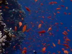 Lyretail anthias (Pseudanthias squamipinnis) swimming out from the shelter of the reef to feed in the current. Filmed off Ras Muhammad in the Red Sea Stock Footage