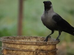 Crow drinking water  Stock Footage