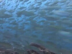 Huge Shoal of Mackerel Stock Footage