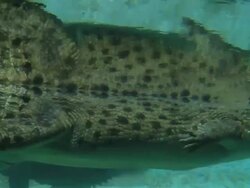 Salt Water Crocodile Stock Footage