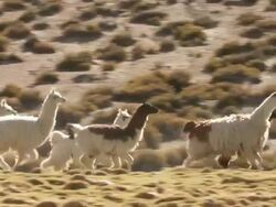 MS TS Shot of group of Llama, Lama Glama running on mountains altiplano in Andes / San Pedro de Atacama, Norte Grande, Chile Stock Footage