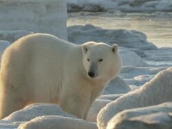 MS PAN Polar bear sniffing about in ice looking for food / Churchill, Manitoba, Canada Stock Footage