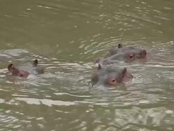 MS Hippopotamus swimming in River / National Park, Africa, Kenya Stock Footage