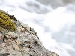 Crabs at the beach Stock Footage