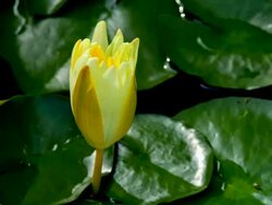 Yellow Lotus blooming Stock Footage