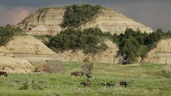 Wild horses Theodore Roosevelt National Park Bandlands North Dakota Stock Footage