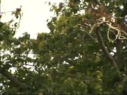 Climate change impacts Britain's trees News Clip