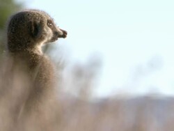 MS Shot of Meerkat family gathered on mound and observing intently / Namaqualand, Northern Cape, South Africa Stock Footage
