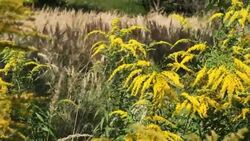 beautiful flowers in the wind Stock Footage