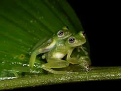 Mating glass frogs (family Centrolenidae) in the characteristic amplexus position, with the male grasping the female from behind. Stock Footage