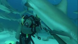 Reef sharks swim around a scuba diver on the ocean floor. Stock Footage