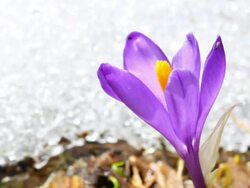 Crocus and melting show HD Stock Footage