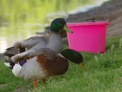 CU R/F Shot of Ducks on river bank / Los Angeles, California, United States Stock Footage